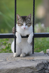 Relaxed turkish cat
by björn seisselberg