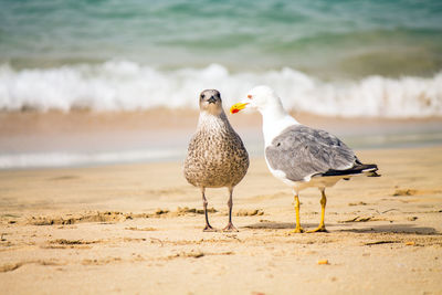 Seagulls perching on a beach