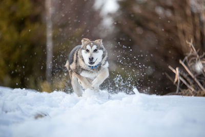 Dog running on snow field