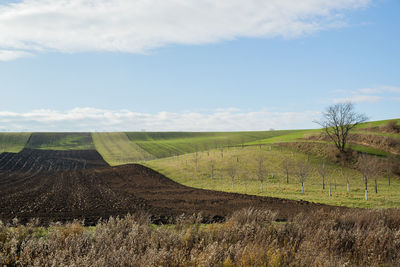 Scenic view of field against sky