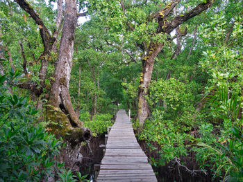 Boardwalk amidst trees in forest