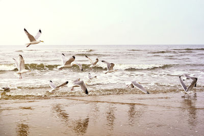 Seagulls on beach against clear sky