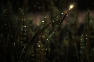 Close-up of wet plant during rainy season