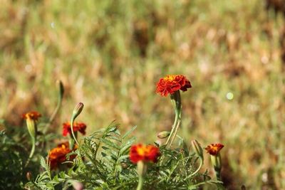 Close-up of red flowers blooming in field