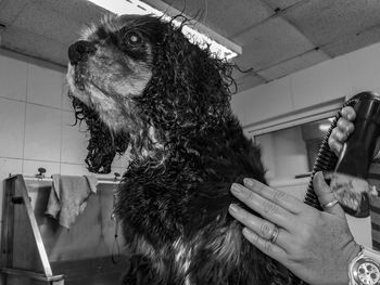 Dog looking at camera being groomed 