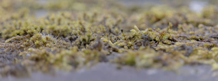 Close-up of plants on field