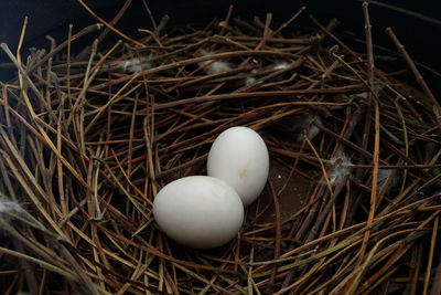 High angle view of pigeon eggs in nest