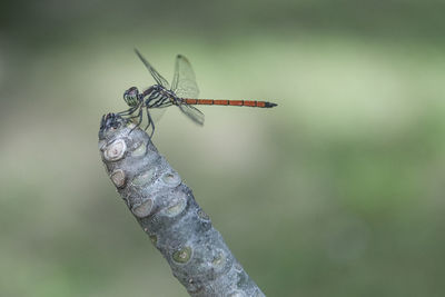 Close-up of dragonfly