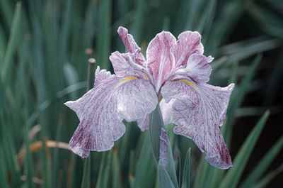 Close-up of purple iris flower