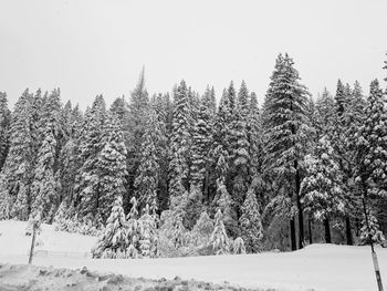 Pine trees on snow covered field against sky