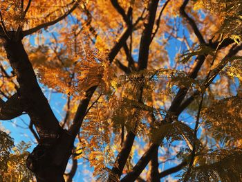 Low angle view of trees against sky during autumn