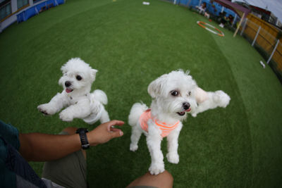 White dog on field