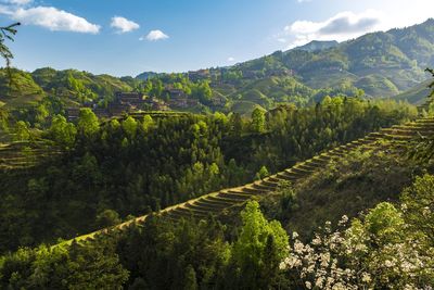 Scenic view of agricultural field against sky