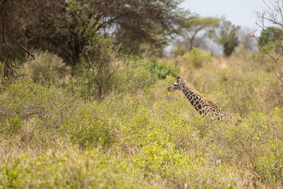 Side view of giraffe on field