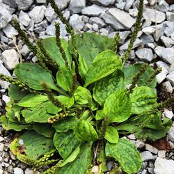 Close-up of plants