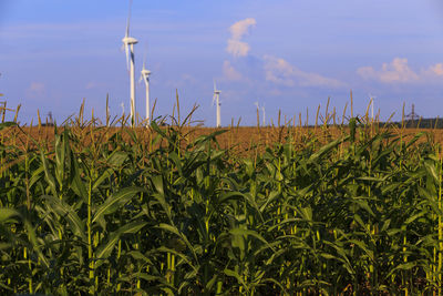 Crops growing on field against sky