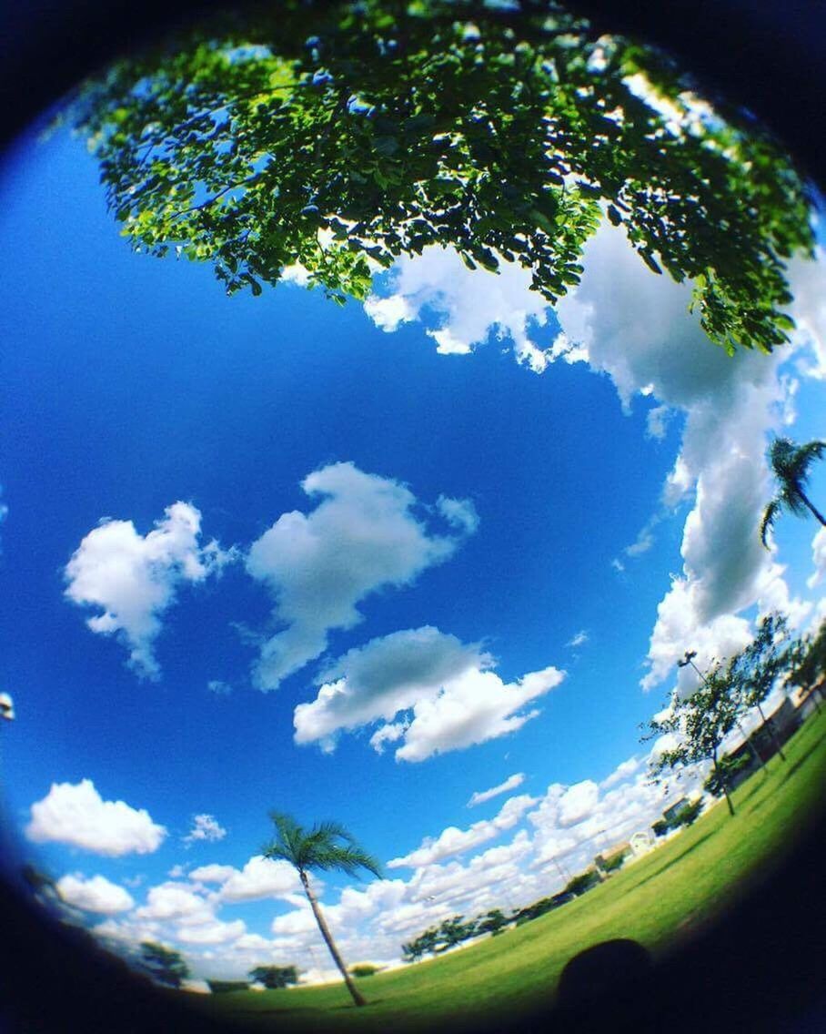 tree, sky, low angle view, cloud - sky, nature, no people, beauty in nature, tranquility, scenics, growth, tranquil scene, day, outdoors, treetop, close-up, fish-eye lens, freshness