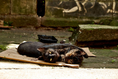 View of a monkey resting