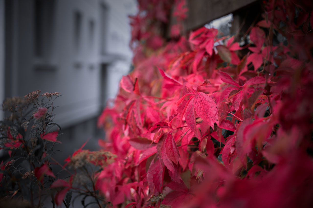 red, plant, pink, plant part, leaf, nature, flower, beauty in nature, autumn, selective focus, no people, close-up, tree, outdoors, architecture, flowering plant, day, growth, built structure