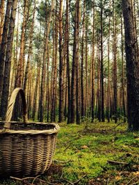 Trees in forest