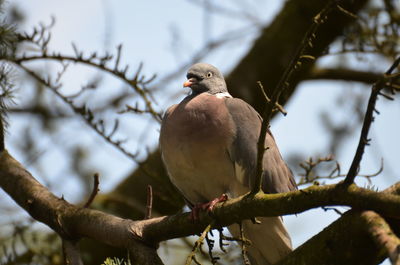 Low angle view of bird perching on tree