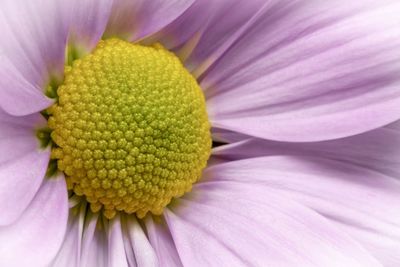 Close-up of pink flower