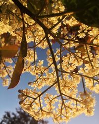 Low angle view of cherry blossom tree