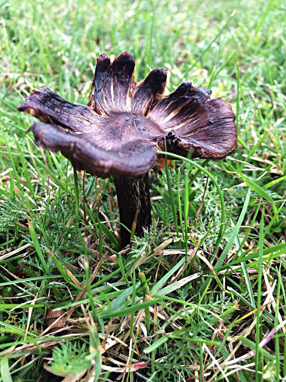 grass, field, grassy, animal themes, growth, nature, green color, animals in the wild, close-up, wildlife, high angle view, mushroom, plant, one animal, day, outdoors, no people, insect, fungus, fragility