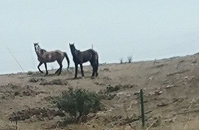 Goat grazing on field