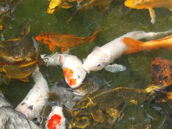 Fish swimming in sea