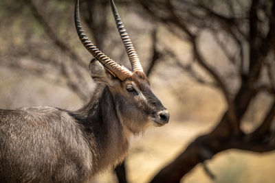 Close-up of male common waterbuck by trees