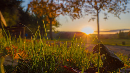 Close-up of grass on field against sunset sky