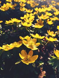 Close-up of yellow flowering plants on field