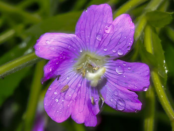 Close-up of wet purple flower