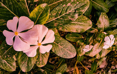 Close-up of flowering plant