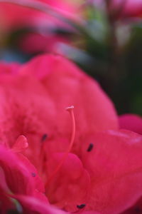 Close-up of pink flowers