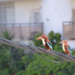 Close-up of bird perching outdoors