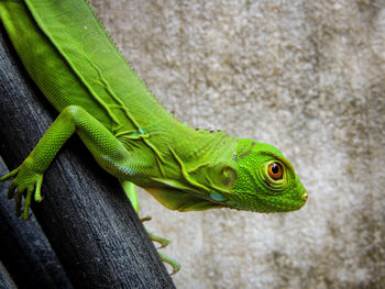 Close-up of lizard