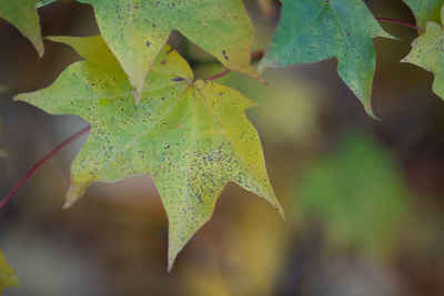 Close-up of maple leaf