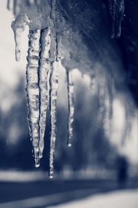 Close-up of icicles