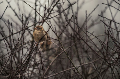 Low angle view of bird perching on bare tree