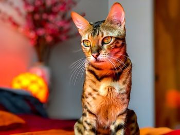 Close-up portrait of tabby cat