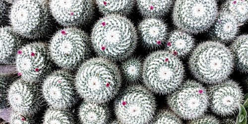 Full frame shot of succulent plant