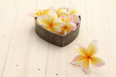 High angle view of frangipani on table