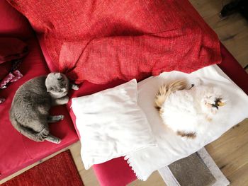 White selkirk rex cat and grey shorthair cat relaxing on red sofa