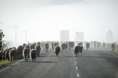 View of horses on road