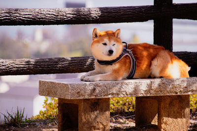 Close-up of dog standing by fence