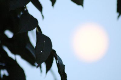 Low angle view of silhouette plant against sky on sunny day