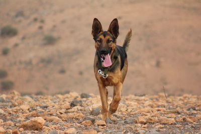 Dog running on sand at beach