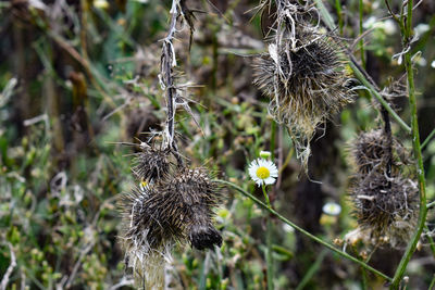 Close-up of wilted thistle on field